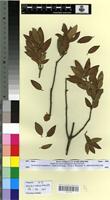 Type? of Quercus ilex L. f. mixta Villar [family FAGACEAE]
