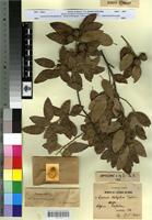 Syntype of Quercus x kabylica Trab. [family FAGACEAE]