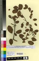 Type? of Quercus x trabutiana Maire [family FAGACEAE]