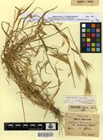 Lectotype of hordeum murinum L. var. leptostachys Trab. [family POACEAE]