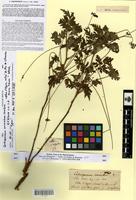 Type of cardiospermum anomalum Cambess. [family SAPINDACEAE]