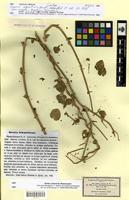 Isotype of Daemia schmittiana Pomel [family ASCLEPIADACEAE]