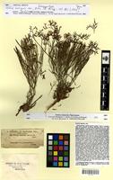Isosyntype of Statice insignis Coss. [family PLUMBAGINACEAE]
