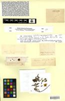 Isotype of Lycopersicum chilense Dunal [family SOLANACEAE]