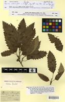 Isotype of Quercus castaneifolia C.A.Mey. [family FAGACEAE]