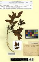 Isotype of Zanthoxylum sorbifolium A. St-Hil. [family RUTACEAE]