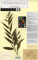 Isotype of Panicum fruticosum Salzm. [family POACEAE]