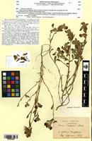 Type of Ononis curtipendula Sirjaev [family FABACEAE-PAPILIONOIDEAE]