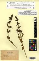 Isotype of Stachys milanii Magnier [family LAMIACEAE]