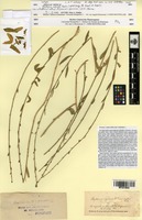 Isotype of Phyteuma asperum Boiss. [family CAMPANULACEAE]