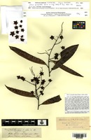 Isosyntype of Elvasia quinqueloba Engl. [family OCHNACEAE]