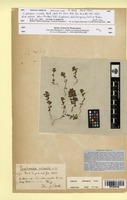 Isosyntype of Euphrasia nivalis Beck [family OROBANCHACEAE]