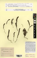 Isotype of Euphrasia eliae Sennen [family OROBANCHACEAE]