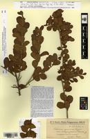 Isosyntype of Schinus ferox Hassl. [family ANACARDIACEAE]