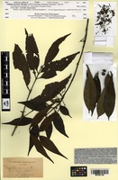 Type of Griffithia gardneri Thwaites [family RUBIACEAE]