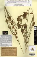 Type of Podocytisus caramanicus Boiss. & Heldr. [family FABACEAE]