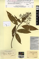 Type? of Psychotria thyrsiflora Ruiz & Pav. [family RUBIACEAE]