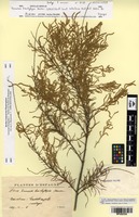 Isotype of Tamarix brachylepis Sennen [family TAMARICACEAE]