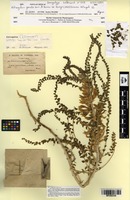 Isosyntype of Astragalus gombo Coss. & Durieu ex Bunge [family FABACEAE]