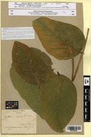 Isosyntype of Erythrina edulis Micheli [family FABACEAE]