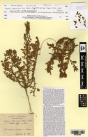 Isosyntype of Ononis cossoniana Boiss. & Reut. [family FABACEAE]