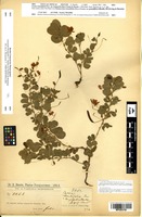 Isotype of Cassia rotundifolia Pers. var. longepedicellata Chodat & Hassl. [family FABACEAE]