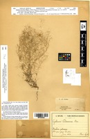 Isosyntype of Galium decaisnei Boiss. [family RUBIACEAE]