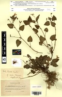 Type of Viola bertoti Souché [family VIOLACEAE]