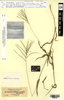 Isosyntype of Panicum fenestratum A.Rich. [family POACEAE]