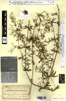 Type? of Galium polonicum Blocki [family RUBIACEAE]
