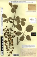 Isotype of Rubus constrictifolius Malbr. [family ROSACEAE]