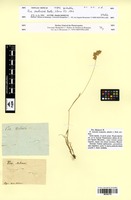 Type? of Poa molinerii Balb. [family POACEAE]
