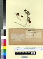 Type? of Trifolium macrocephalum Salzm. [family FABACEAE-PAPILIONOIDEAE]