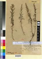 Type? of Artemisia huguetii Caball. [family ASTERACEAE]