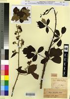Type? of Rubus maurorum Pomel [family ROSACEAE]