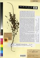 Type? of Cytisus maurus Humbert & Maire [family FABACEAE-PAPILIONOIDEAE]