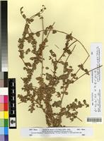 Syntype of Atriplex colerei Maire [family CHENOPODIACEAE]