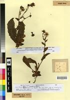 Syntype of Hieracium amplexicaule L. f. porphyrogeton Zahn [family ASTERACEAE]