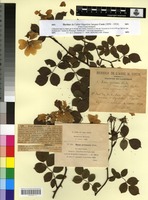 Holotype of Rosa arvensis Huds var. major Coste [family ROSACEAE]