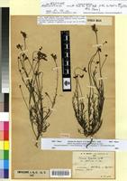 Holotype of Linaria bipartita Willd. var. persicina Maire [family SCROPHULARIACEAE]