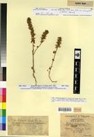 Holotype of Stachys ocymastrum (L.) Briq. fa. bicolor Faure & Maire [family LAMIACEAE]