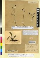 Syntype of Sonchus maritimus L. var. canescens Maire et Sennen [family ASTERACEAE]