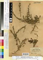 Type? of Otocarpus virgatus Dur. var. eiocarpus Maire [family BRASSICACEAE]