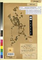 Type of Lotus cytisoides L. var. transiens Maire & Samuelson [family FABACEAE-PAPILIONOIDEAE]