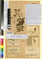 Syntype of Silene cyrenaica Maire & Weiller [family CARYOPHYLLACEAE]