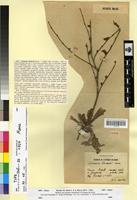 Type of Limonium boitardii Maire [family PLUMBAGINACEAE]