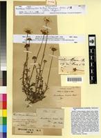 Type of Leucanthemum decipiens Pomel [family ASTERACEAE]