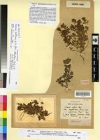 Syntype of Linaria agglutinans Pomel [family SCROPHULARIACEAE]