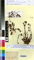 Type of Senecio belbeysius Delile [family ASTERACEAE]