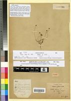 Type of Bellis annua L. var. vergens Pomel [family ASTERACEAE]